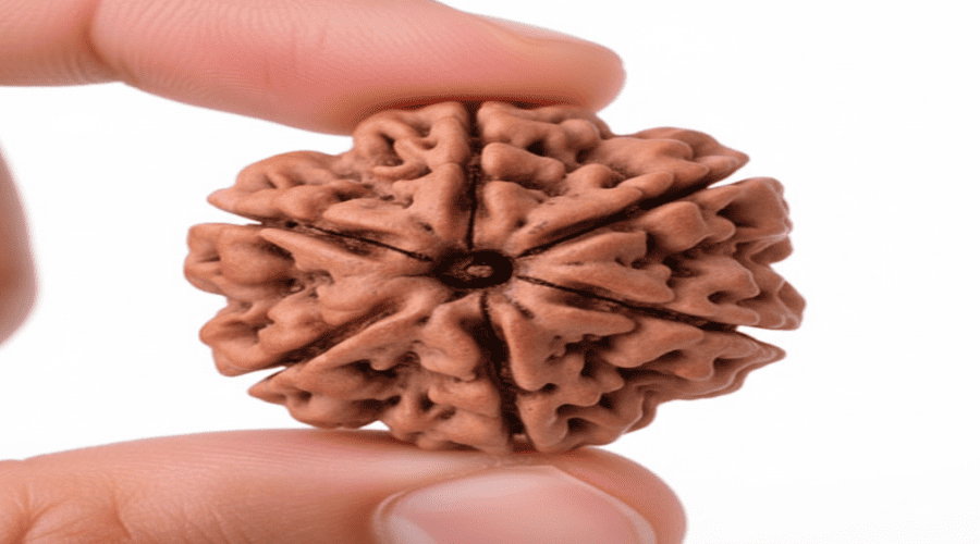 6 Mukhi Rudraksha